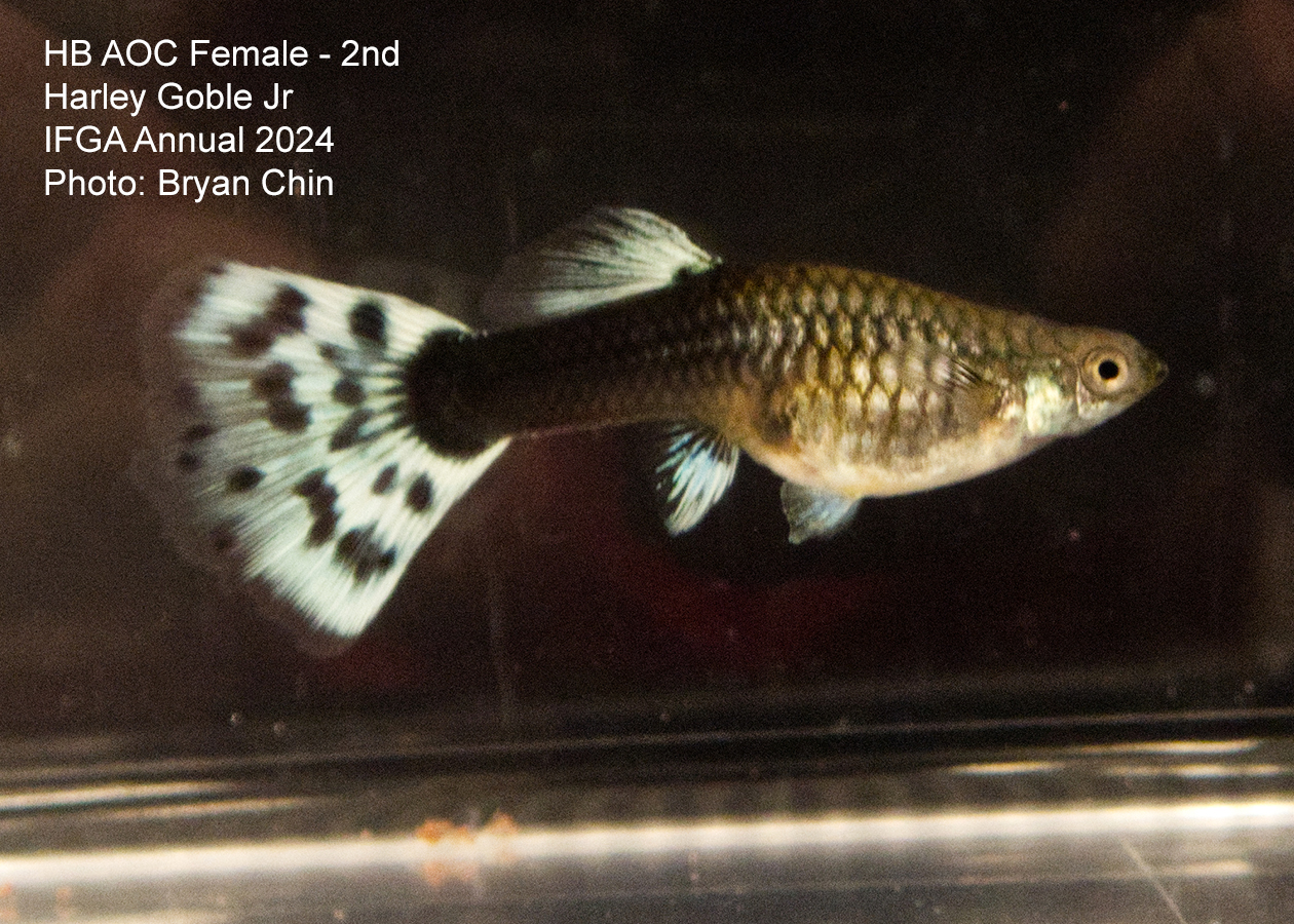 female guppy hb aoc